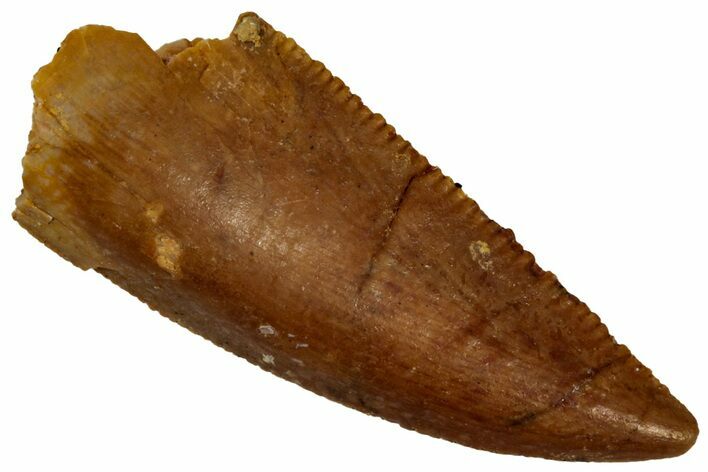 Serrated, Raptor Tooth - Real Dinosaur Tooth #296723